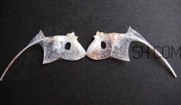 鯛魚是什么魚？鯛魚是什么樣子的