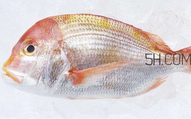 鯛魚是什么魚？鯛魚是什么樣子的