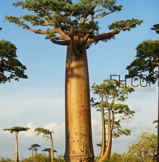 猴面包樹和面包樹是同一種植物嗎？猴面包樹能在北方種植嗎