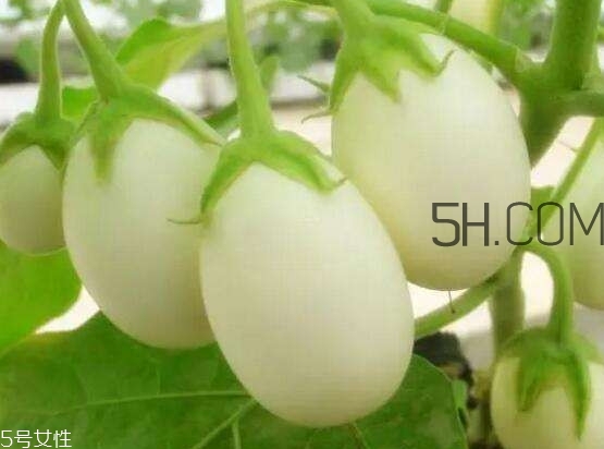 蛋樹果實(shí)可以吃嗎？蛋樹長(zhǎng)什么樣