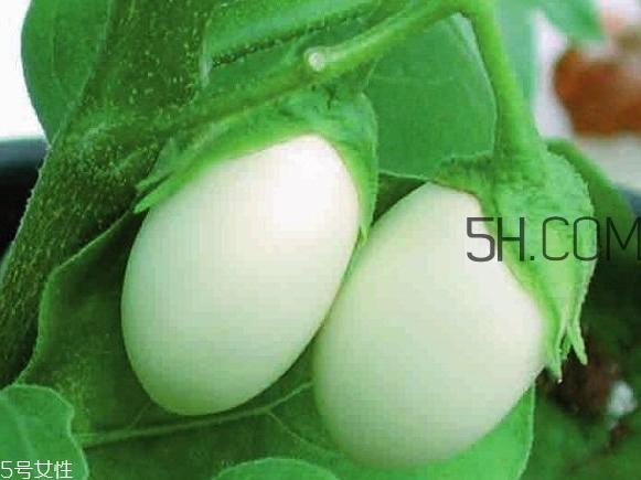 蛋樹可以種植嗎？蛋樹苗哪里可以買到