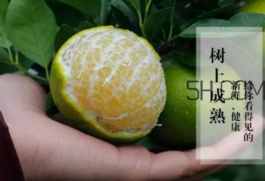 皇帝柑是橘子嗎？皇帝柑怎么保存