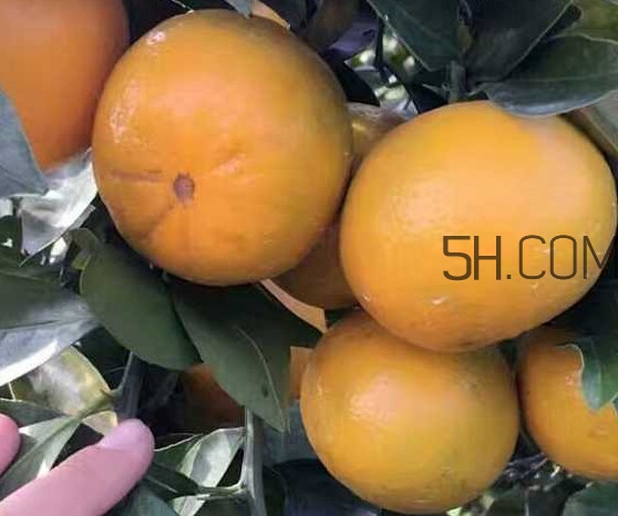 種皇帝柑1棵成本多少？皇帝柑怎么種植