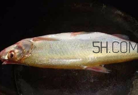 刁子魚是什么魚？刁子魚是翹嘴鲌嗎