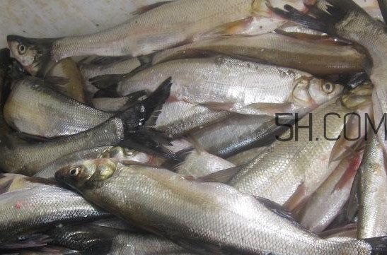 刁子魚是淡水魚嗎？刁子魚怎么釣