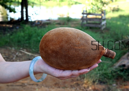 猴面包樹和面包樹是同一種植物嗎？猴面包樹能在北方種植嗎