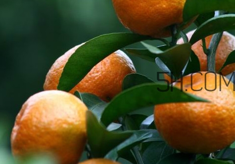 皇帝柑是哪里的特產？皇帝柑是熱性還是涼性？