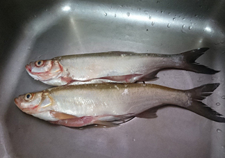 刁子魚是淡水魚嗎？刁子魚怎么釣