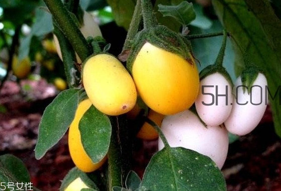 蛋樹果實(shí)可以吃嗎？蛋樹長(zhǎng)什么樣