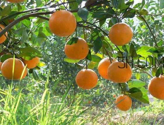貢柑怎么預(yù)防裂果？貢柑種植管理技術(shù)