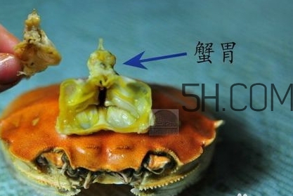 螃蟹的屎在哪里？螃蟹的屎和蟹黃怎么分辨？