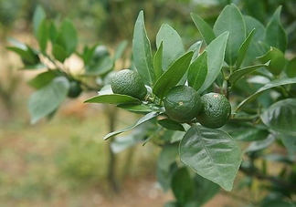 貢柑怎么預(yù)防裂果？貢柑種植管理技術(shù)