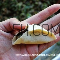 餃子和面用熱水還是冷水？餃子和面要醒多長時間？