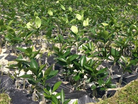 貢柑怎么預(yù)防裂果？貢柑種植管理技術(shù)