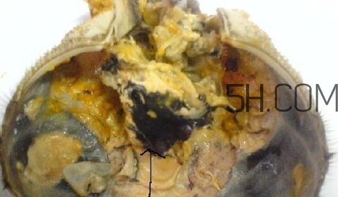 螃蟹的屎在哪里？螃蟹的屎和蟹黃怎么分辨？