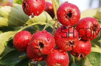 臨產(chǎn)前可以吃山楂嗎？臨產(chǎn)前吃什么有助于順產(chǎn)？