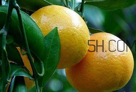 貢柑怎么預(yù)防裂果？貢柑種植管理技術(shù)