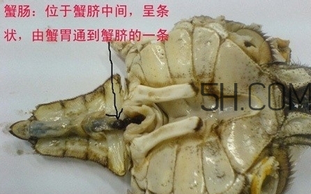 螃蟹的屎在哪里？螃蟹的屎和蟹黃怎么分辨？