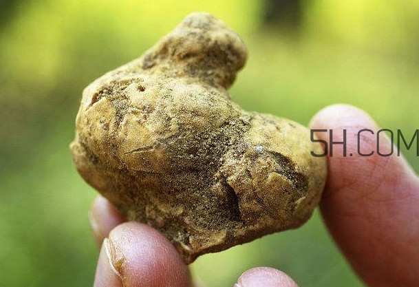 白松露是什么？白松露的功效與作用