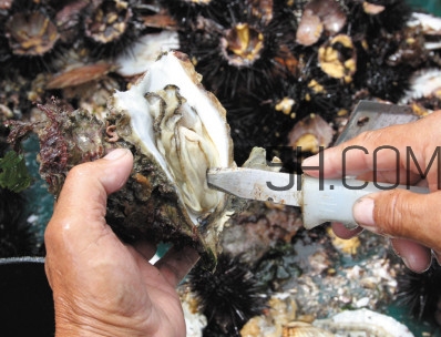 海蠣子壯陽嗎？海蠣子有寄生蟲嗎
