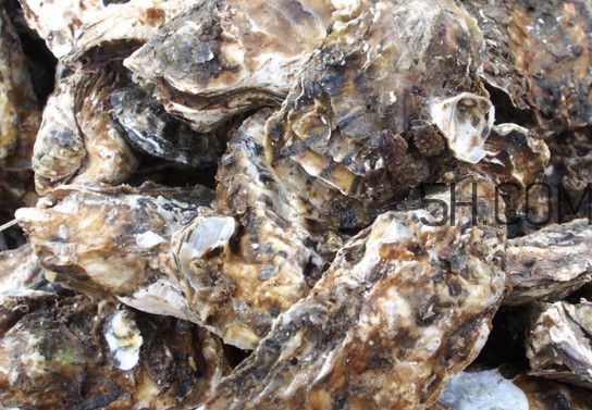 海蠣怎么做好吃？海蠣是怎么生長出來的