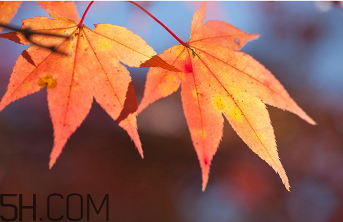 秋天犯困頭暈怎么辦？秋天吃什么補(bǔ)身體？