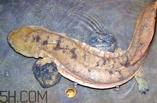 娃娃魚吃什么？娃娃魚是國(guó)家?guī)准?jí)保護(hù)動(dòng)物