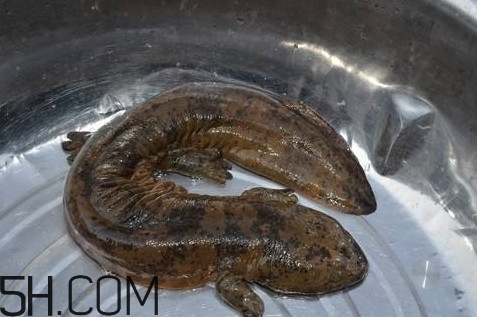娃娃魚是魚嗎？娃娃魚買賣違法嗎？