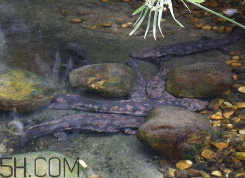野生娃娃魚和養(yǎng)殖娃娃魚有什么區(qū)別？娃娃魚有毒嗎