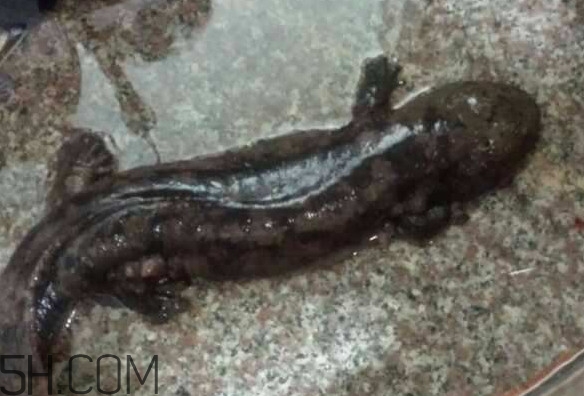 娃娃魚什么時(shí)候會(huì)叫？娃娃魚為什么叫娃娃魚