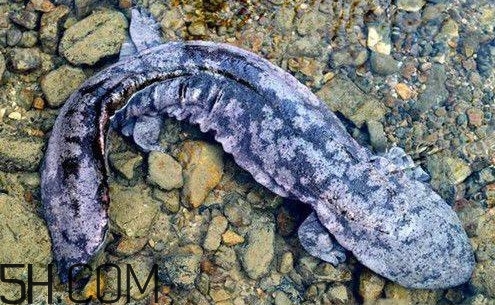 娃娃魚是魚嗎？娃娃魚買賣違法嗎？