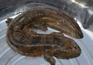 娃娃魚是魚嗎？娃娃魚買賣違法嗎？