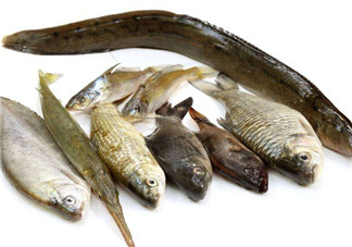 沒有魚刺的魚是哪種魚？如何挑選魚？