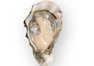 海蠣子是發(fā)物嗎？海蠣子什么人不能吃