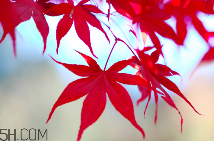 楓葉幾月份最紅？楓葉幾月的時候最美？