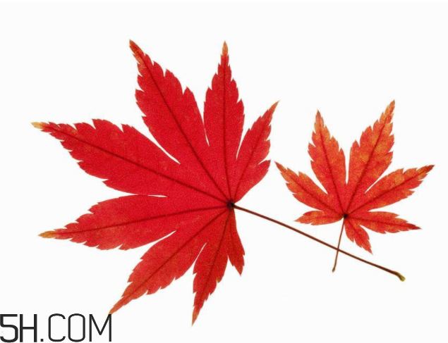 楓葉可以用來做什么？楓葉可以染頭發(fā)嗎？