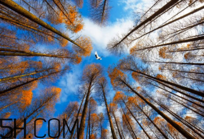 楓葉可以用來做什么？楓葉可以染頭發(fā)嗎？