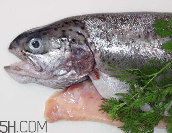 鮭魚(yú)是什么魚(yú)？鮭魚(yú)多少錢(qián)一斤