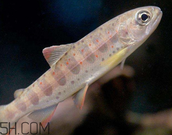 鮭魚是三文魚嗎？鮭魚的營養(yǎng)價值