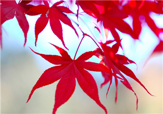 楓葉幾月份最紅？楓葉幾月的時(shí)候最美？