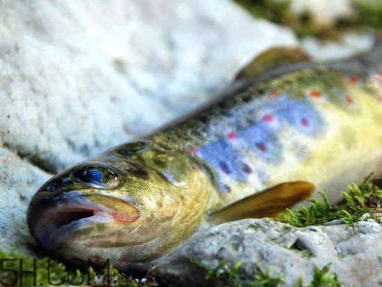 鮭魚(yú)是什么魚(yú)？鮭魚(yú)多少錢(qián)一斤