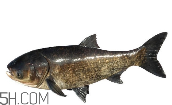 胖頭魚是什么魚？胖頭魚是發(fā)物嗎