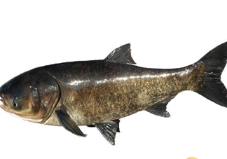 胖頭魚為什么叫胖頭魚？胖頭魚能長到多大