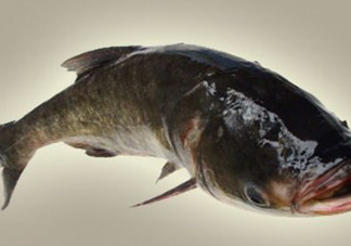 胖頭魚是什么魚？胖頭魚是發(fā)物嗎