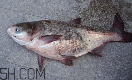 胖頭魚是花鰱魚嗎？胖頭魚是河魚還是海魚