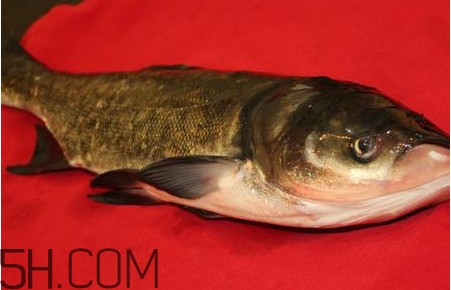 胖頭魚可以做魚丸嗎？胖頭魚可以做酸菜魚嗎