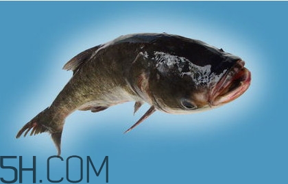 胖頭魚吃什么？胖頭魚怎么殺