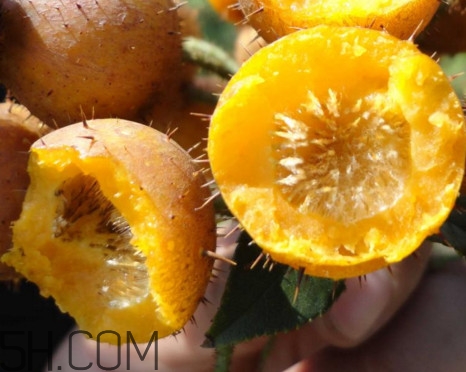刺梨能降血壓?jiǎn)?？刺梨是哪里的特產(chǎn)