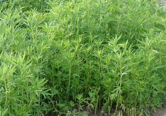 藜蒿是什么植物？藜蒿怎么種植