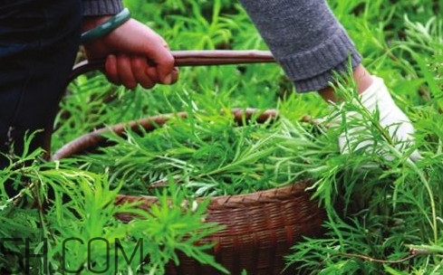 藜蒿多少錢一斤？藜蒿和蘆蒿是同一種菜嗎？